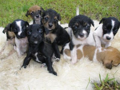 cachorros002smallMD.jpg