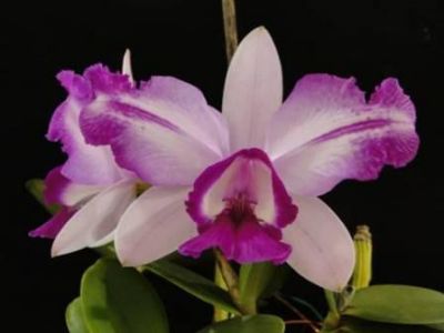 image001MD.jpg
