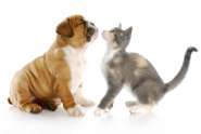 Gato ou cachorro? Confira as diferenas