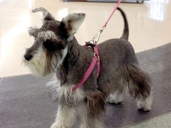 Pet friendly: portas abertas para os animais