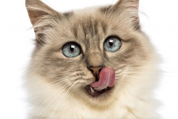Erros comuns na  alimentao de gatos