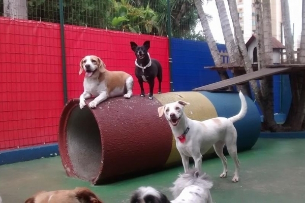 Hspedes prontos para brincar