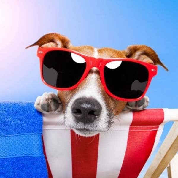 Confira dicas para viajar com seu pet