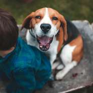 Animais de estimao diminuem casos de alergia e obesidade