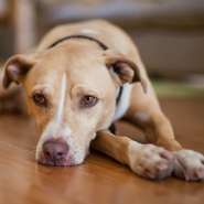 Animais ficam depressivos e cometem suicdios?