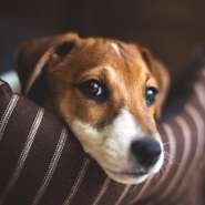 Cachorros so mais expressivos quando tem algum humano olhando