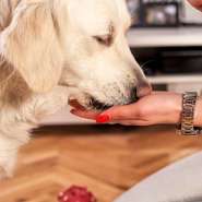 Cachorros conseguem farejar medo nas pessoas