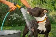 Cinco dicas de cuidados com seu pet nos dias de calor 