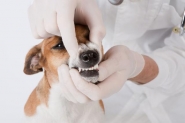 Meu cachorro precisa ir ao dentista?