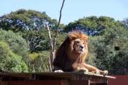 Animais mais caros para se manter num zoolgico