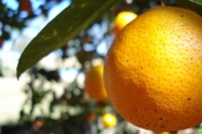 Exportaes agropecurias brasileiras crescem 3,9% em agosto