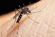 Cientistas sequenciam genoma de vrus da zika achado no smen