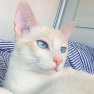 Gatos sempre caem de p?