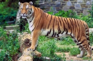 Discovery anuncia parceria com WWF para proteo de tigres selvagens