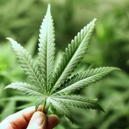 A vitria da cannabis