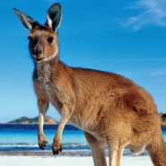 7 curiosidades sobre a Austrlia