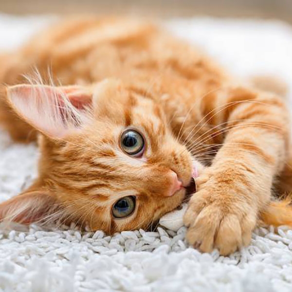 Gatos gostam mais de humanos do que de comida