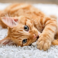 Gatos gostam mais de humanos do que de comida