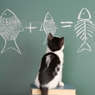 Quais so os oito tipos de inteligncia?