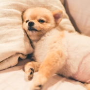 Cachorros tambm dormem mal quando tm um dia ruim