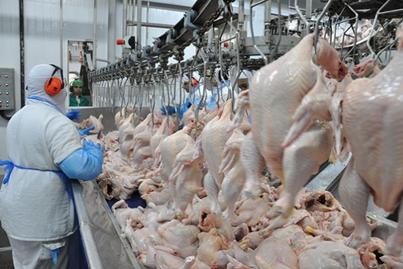 Unio Europeia probe 20 frigorficos brasileiros de exportar frango para a regio
