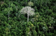 1/3 da devastao de florestas virgens no mundo em 2019 foi no Brasil, diz relatrio