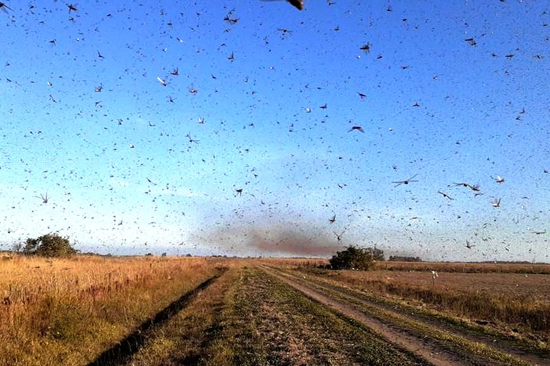 Possibilidade de invaso de gafanhotos deixa SC e RS em estado de emergncia fitossanitria
