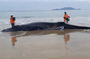 Mais de 300 animais marinhos resgatados so reabilitados em SC
