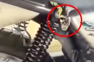 Homem encontra cobra dentro de banco de motocicleta em Schroeder