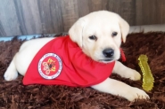 Bob  o novo co em treinamento para atuar no Corpo de Bombeiros