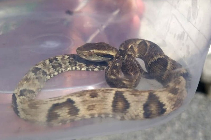 Jararaca pica menina de um ano em Jaragu do Sul
