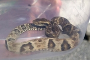 Jararaca pica menina de um ano em Jaragu do Sul