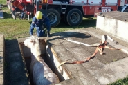 Cavalo cado em tmulo aberto  resgatado por guincho em Mafra