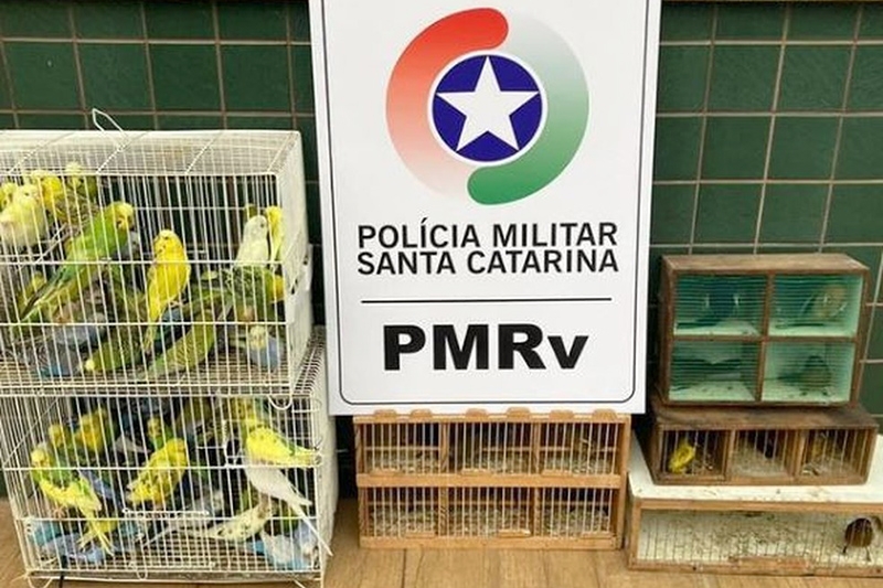 Homem  flagrado transportando 97 pssaros silvestres sem autorizao no Oeste de SC
