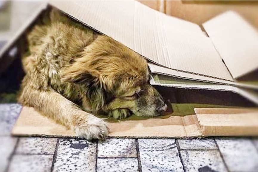 ONG de Gaspar d dicas de como ajudar animais de rua nos dias de frio