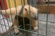 Tamandu  resgatado aps invadir casa e brigar com cachorro em SC