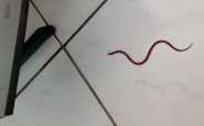 Cobra coral cai do teto em sala de aula na Grande Florianpolis