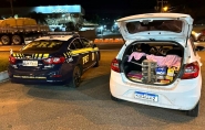 PRF encontra pssaros silvestres em porta-malas de carro em Blumenau