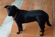 Homem flagrado estuprando cachorra em Florianpolis vai responder por zoofilia