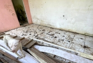Homem  preso em flagrante por maus-tratos a Pitbull em Apina