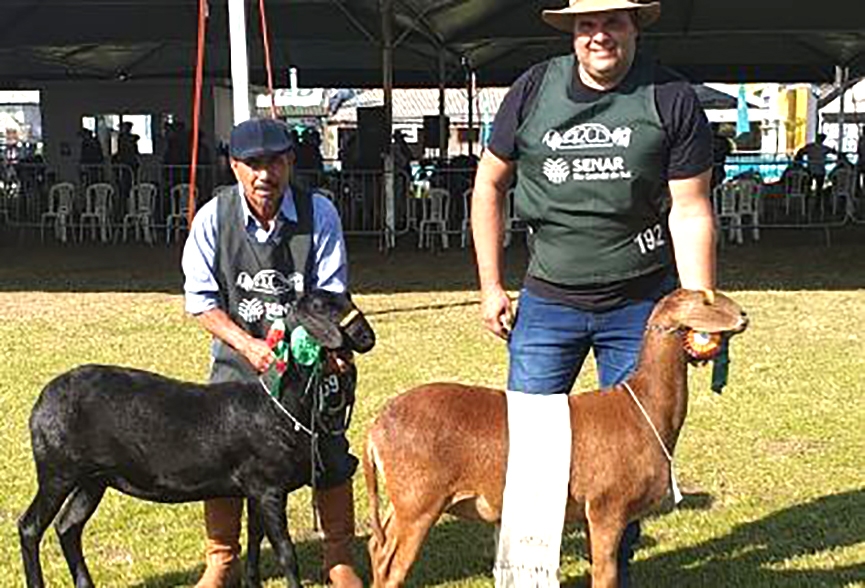 Fazenda de Gaspar especializada em ovelhas sem l  premiada em feira no Rio Grande do Sul