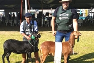 Fazenda de Gaspar especializada em ovelhas sem l  premiada em feira no Rio Grande do Sul