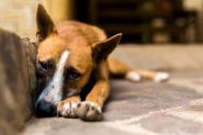 Homem bate em cachorro, filma, posta nas redes sociais e acaba preso em SC
