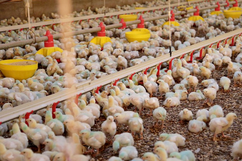 Santa Catarina bate recorde na exportao de carnes em 2023