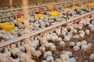 Santa Catarina bate recorde na exportao de carnes em 2023