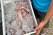 Polcia Militar Ambiental apreende mais de uma tonelada de pescado irregular em SC