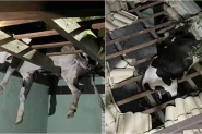 Boi cai e fica pendurado em telhado de garagem na Grande Florianpolis