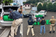 Motorista que levava quase 250kg de maconha tenta fugir, bate em carro e acaba preso no Sul de SC