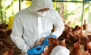 Confirmada primeira morte pela variante H5N2 da gripe aviria
