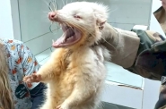 Gamb albino  encontrado em cidade de Santa Catarina